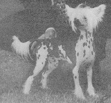 Keshar's Djingis Khan jr