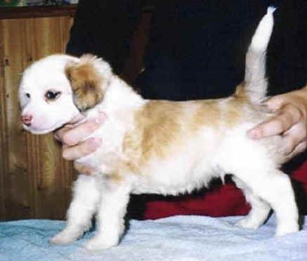 Kiikunkaakun D.G. Turhapuro