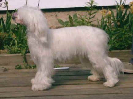 Kiikunkaakun Diglet Pepper