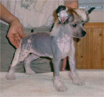 Kiikunkaakun Ennustaja Eukko