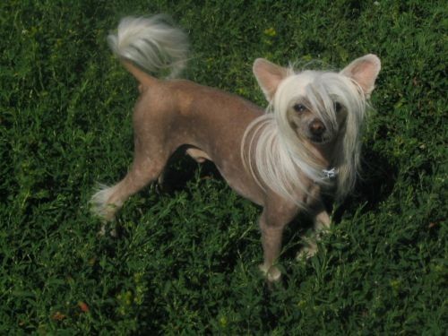 Kiikunkaakun Erikois Agentti