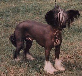 Kojak Kristmas Kracker