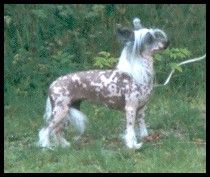 Koynaur's Amazing Spotted Lady