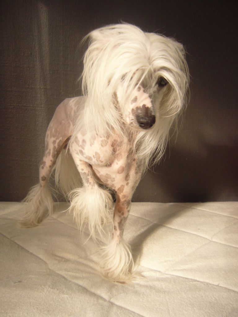 Koynaur's Days Of Thunder