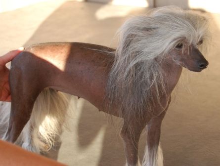 Koynaur's Dayzee Belle