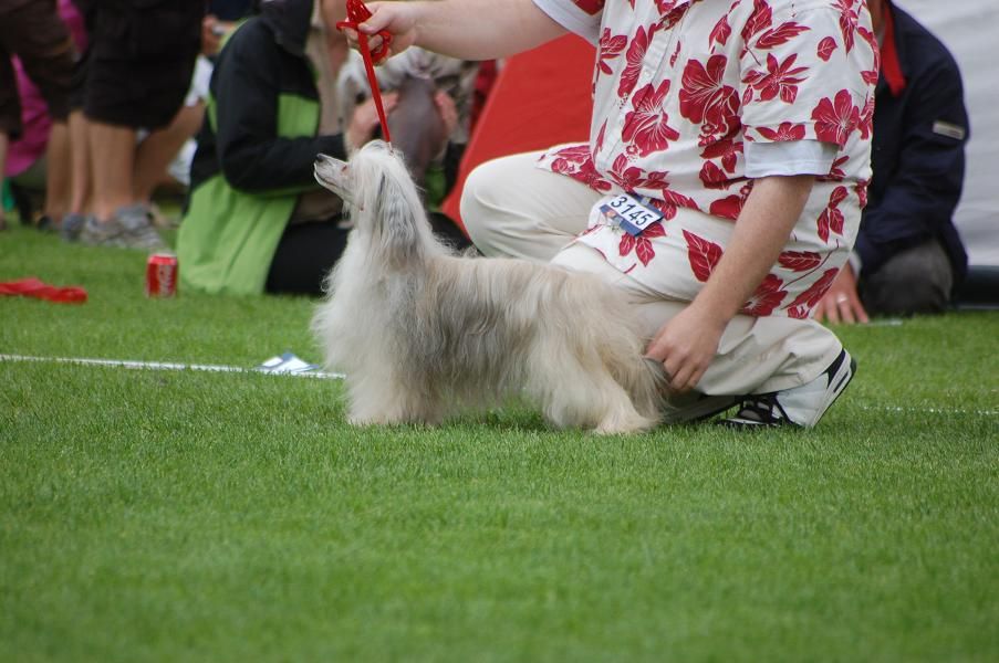 Koynaur's D'n'd's Dee Dee