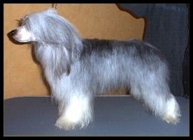 Koynaur's Dudley's Diablo