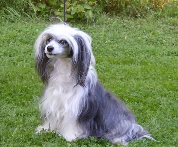 Koynaur's Fighter's Dragon Lady