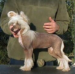 Krishna Puffin Makara's Tiara