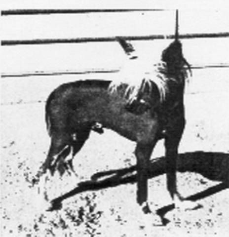 Lejo's J R Jr O'ebon Will