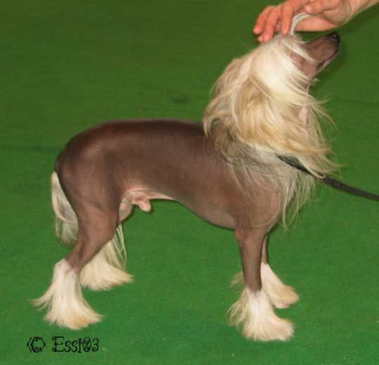 Lemiz Master Of The House At Thalcyon