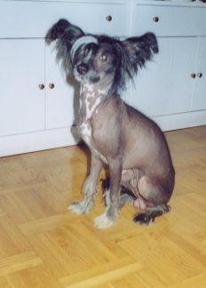 Lionheart Kalamazzo Kadiz