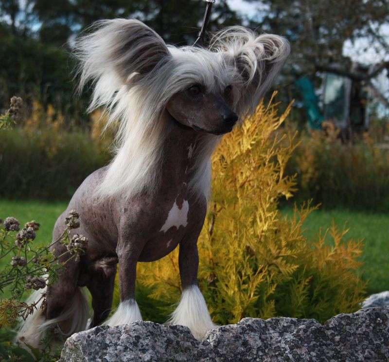 Lionheart Keep It In The Family