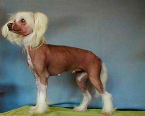 Lionheart Keep Winning For Norway