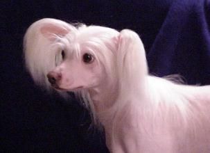 Lionheart Konsider Ulla