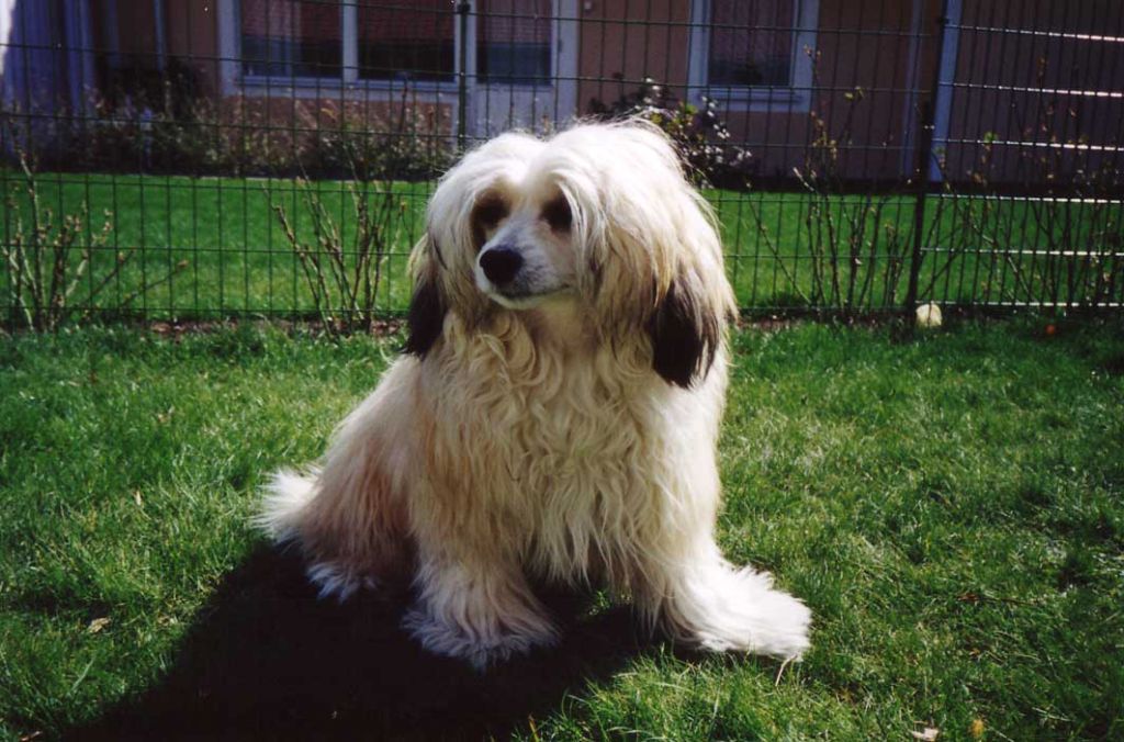 Lionheart Kool Kurtis