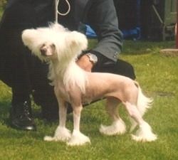 Lionheart Kreme De La Kreme