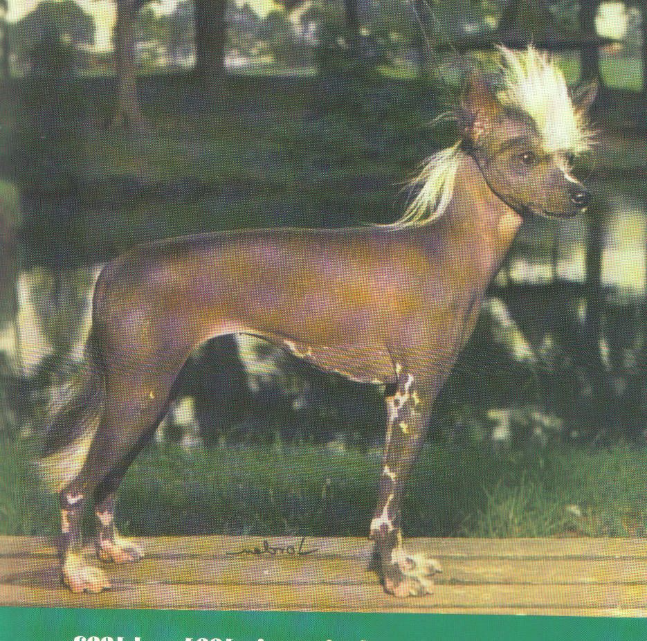 Lou-Ell's Exotic Dancer Cordova