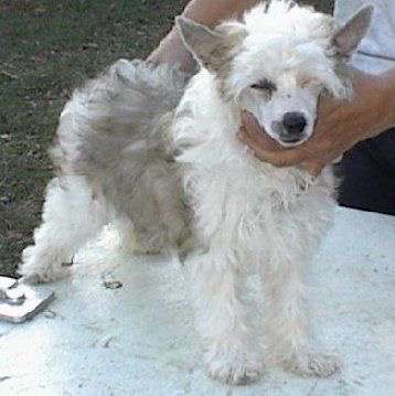 Lyn Lin Charmed By Bluestone