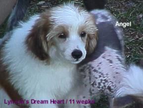 Lyn-Lin's Dream Heart PP