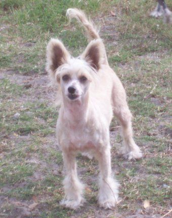 Lyn-Lin's Gilded Charmed Design