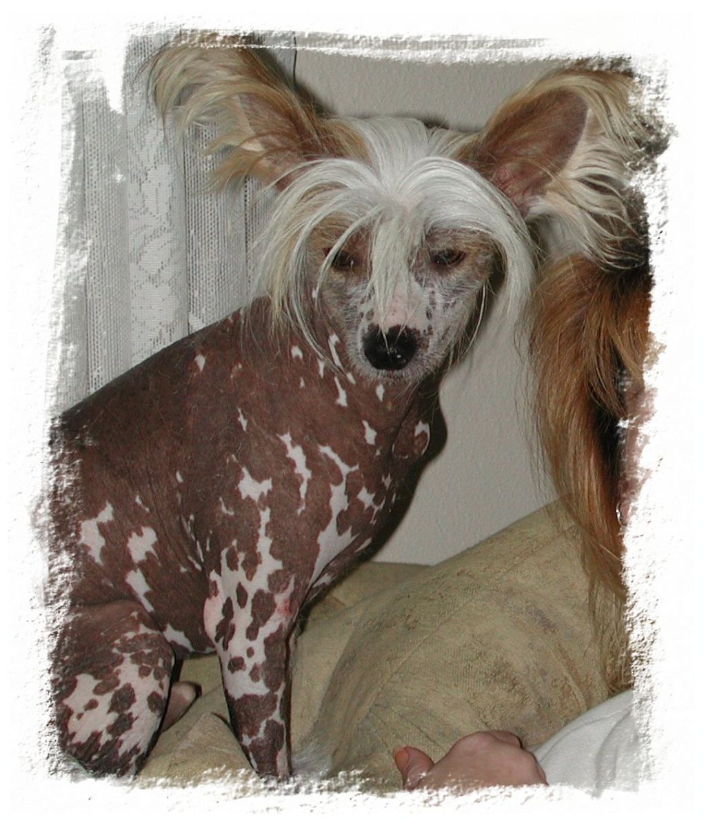 Lyn-Lin's Heart's Suprise HL