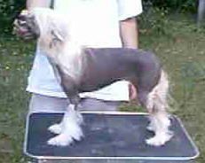 Makara's Isabella Via Puffin DOM