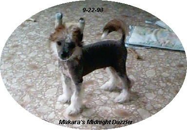 Makara's Midnight Dazzler