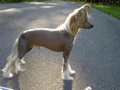 Makara's Tazzamarrazzpizzazz