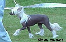 Maldinis Champagne Super Nova