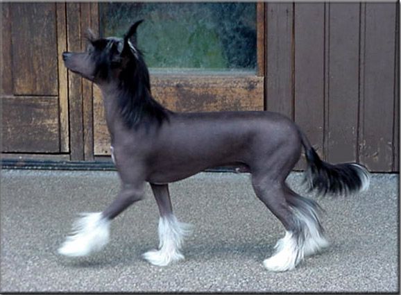 Maldinis Royal Ascot