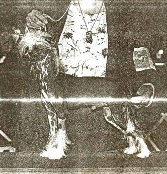 Marvellas Canadian Copper Head