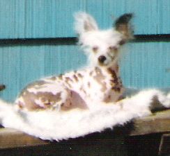 Meyer's Sunwind Powder Power