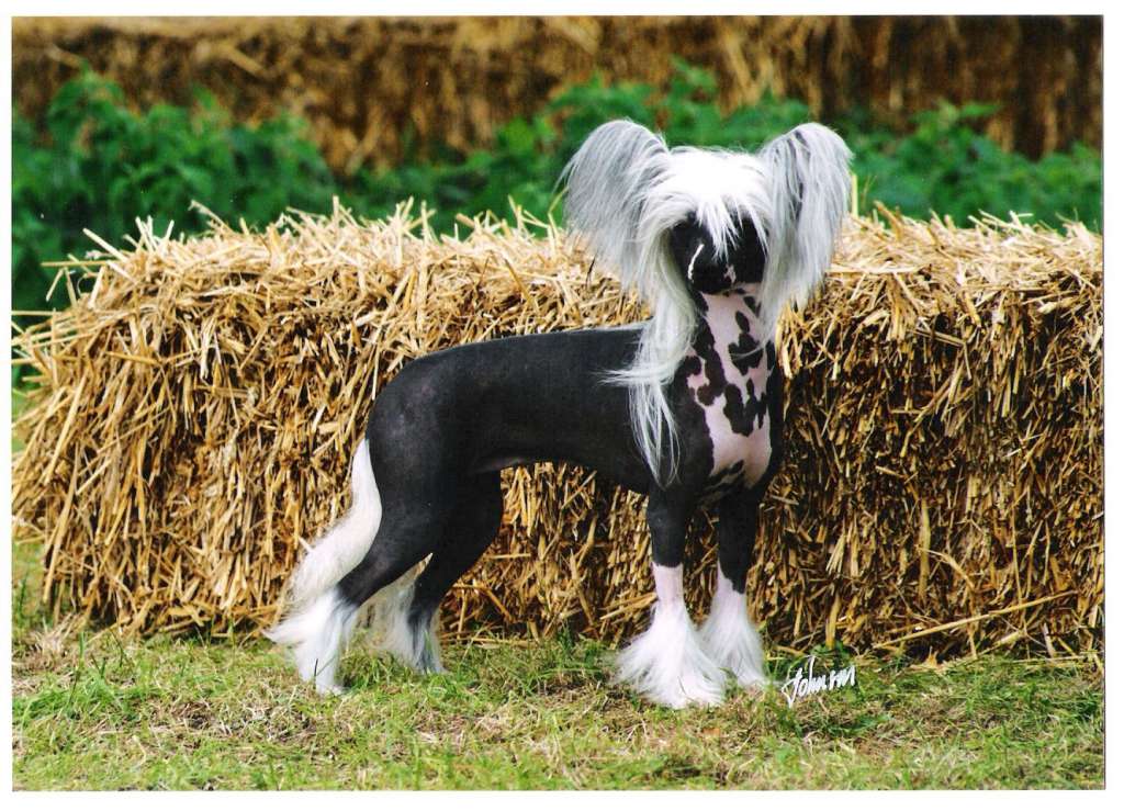 Mincrest Maid Ya Look