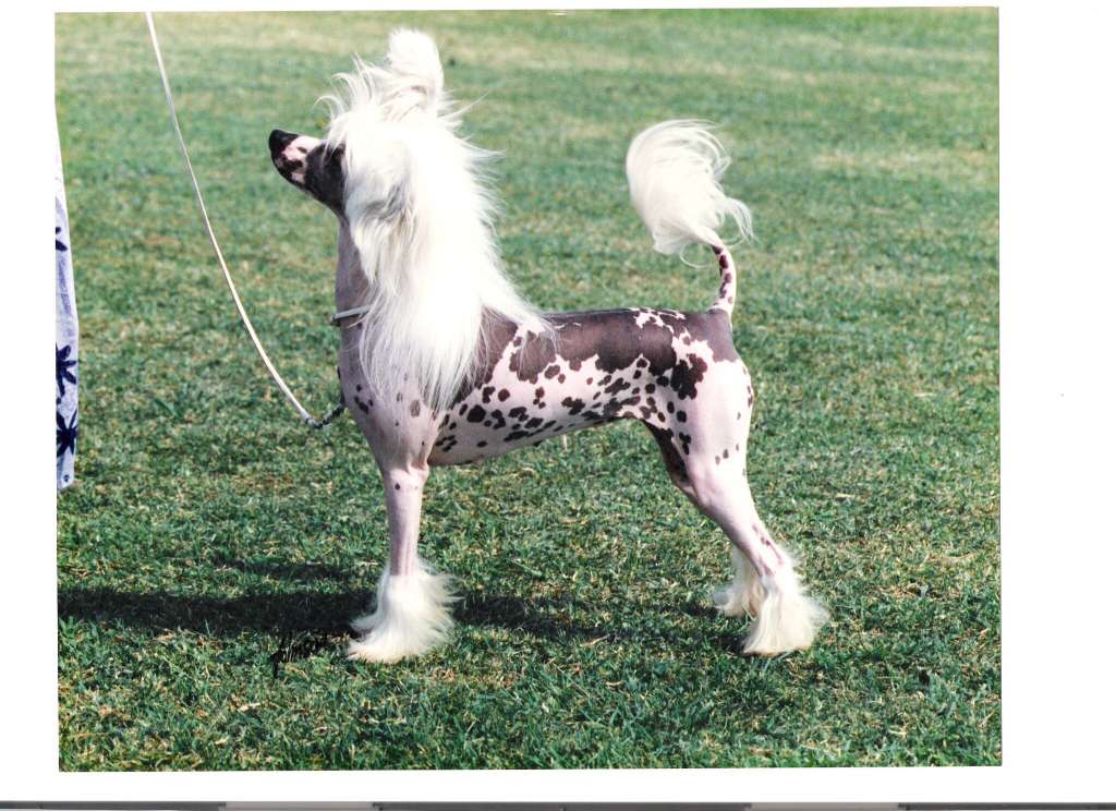 Mincrest Simply Special