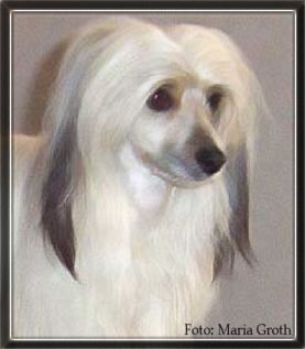 Mini-Crest Dream Boy