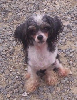 Miss Evee Of Pughbear