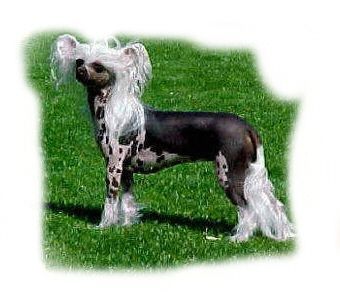 Mocci'z Dolce O Gabbana