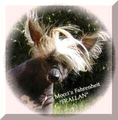 Mocci'z Fahrenheit