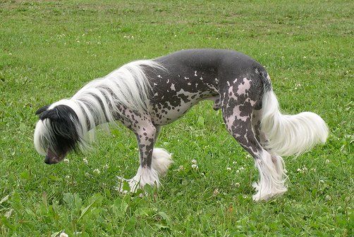 Moonswift Atlantic Storm