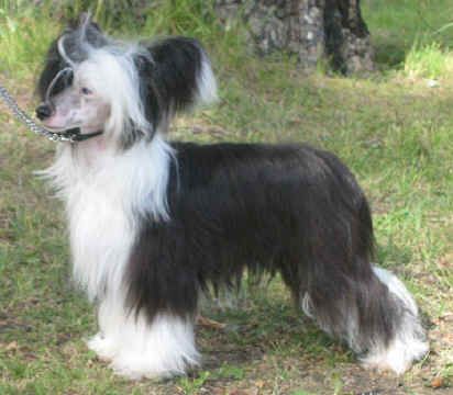 Moonswift The Countess