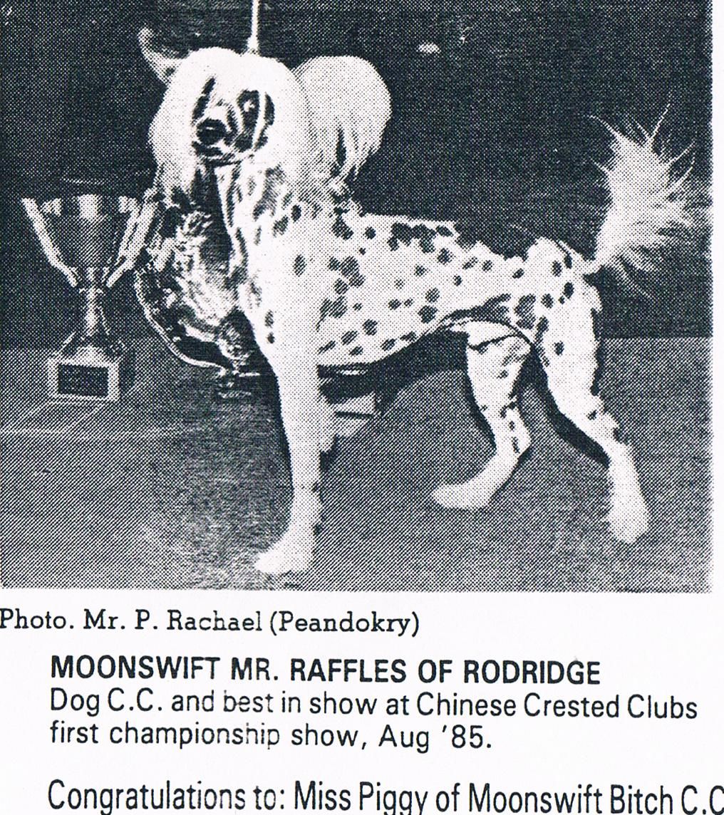 Moonswift Mr Raffles of Rodridge