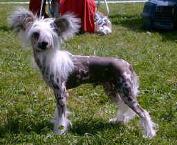 Moonswift Pony Express