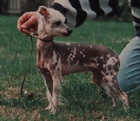 Moonswift Spotted Emma