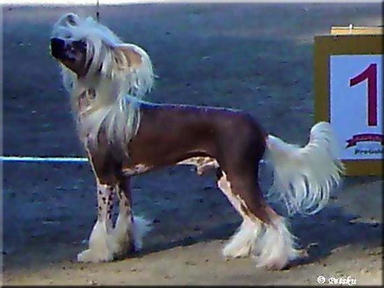 Moonswift The Sundance Kid