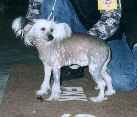 Moonswift Tiger Lily