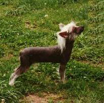 Mstical Golden Amber