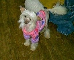 Mstical Visions At Kamaji