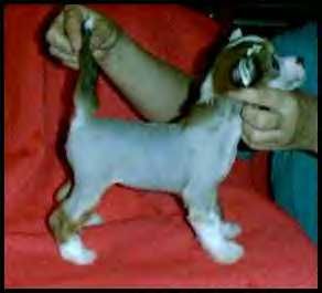 Mstic Heart Red Roses