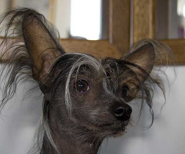 Müslis Svarta Sarah